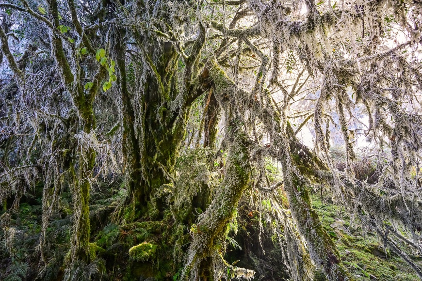 [瘋攝影]太平山霧淞雪景追雪趣