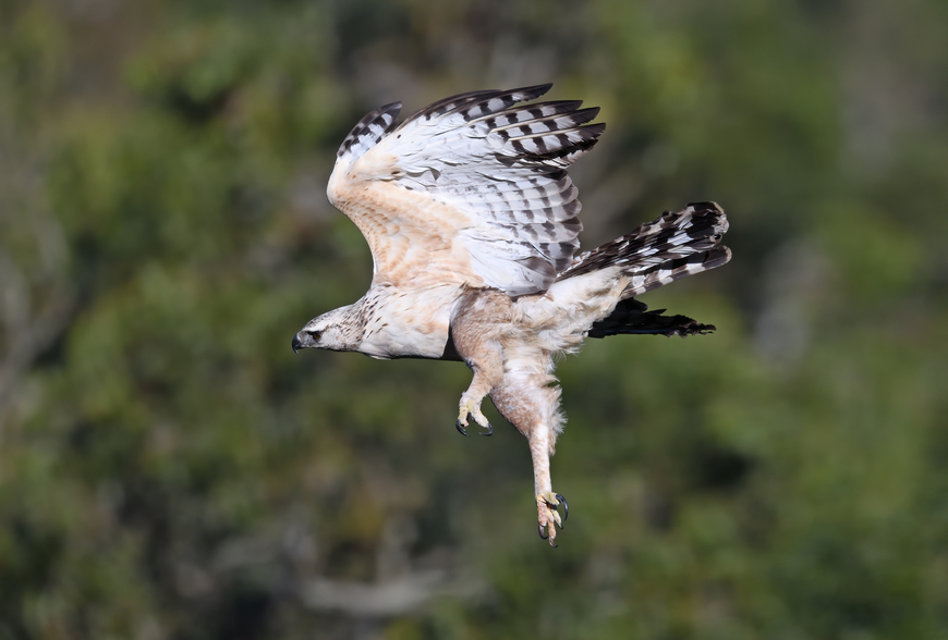 [高雄] 捕捉飛羽瞬間：鄺冠民鳥類攝影分享講座