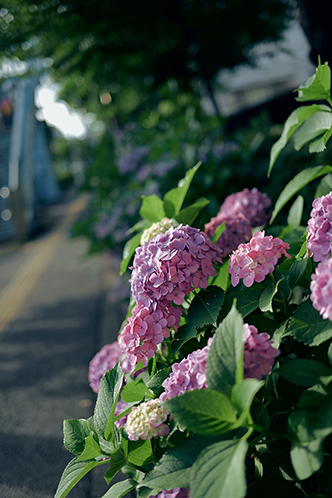 Kimura Hinamiの作品