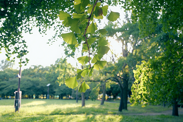 Kimura Hinamiの作品