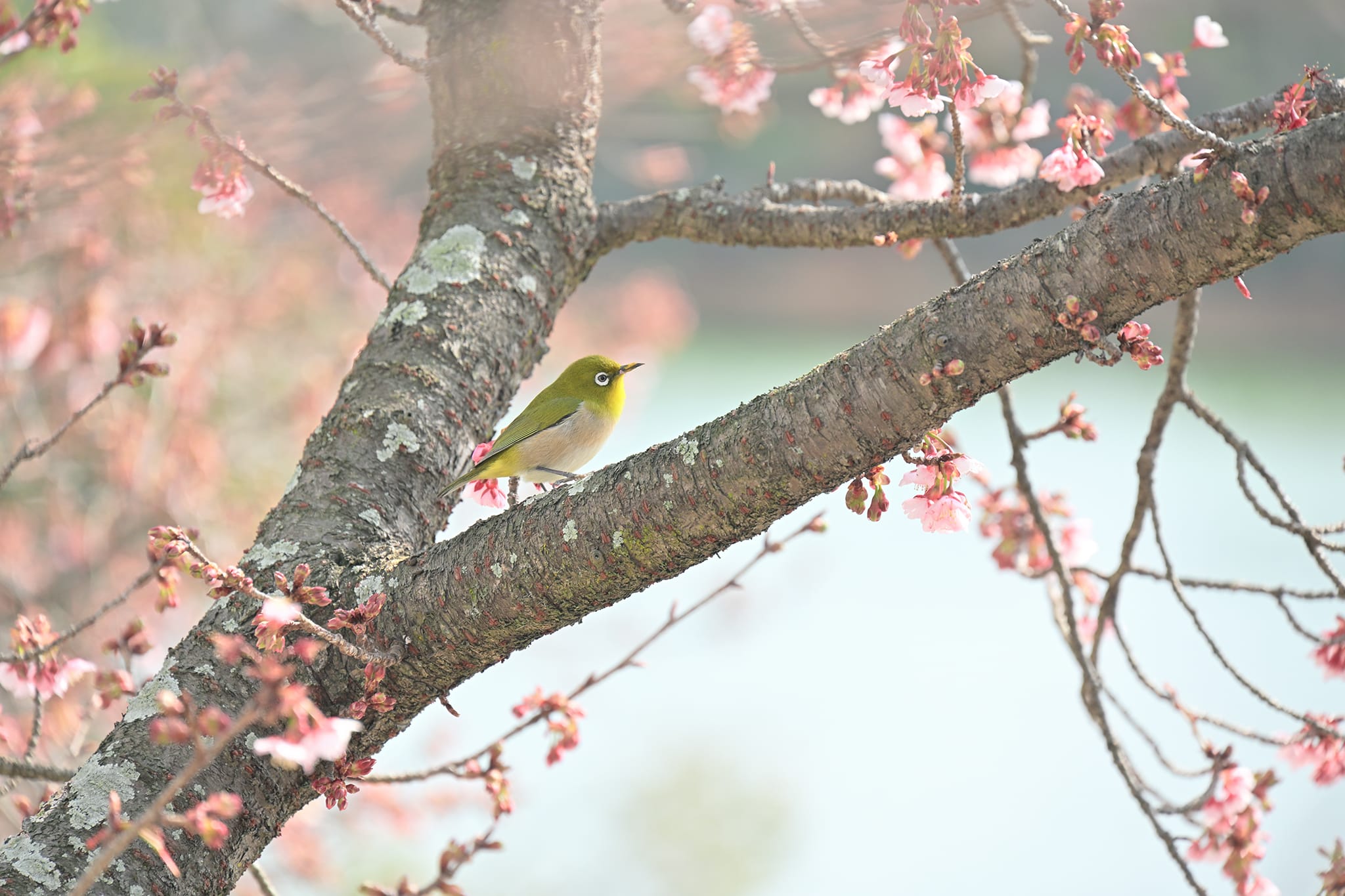 Z5II 24-200 鏡頭組